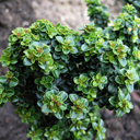 Ilex crenata 'Dwarf Pagoda'