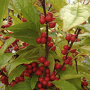 Ilex hybrid 'Scarlet O'hara'