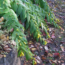 Tricyrtis macrantha (ssp. macranthopsis)