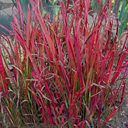Imperata cylendraica 'Red Baron'