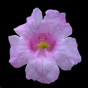 Incarvillea olgae