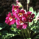 Incarvillea zhongdianensis