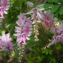 Indigofera kirilowii