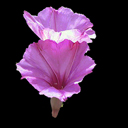 Ipomea leptophylla