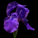 Iris aphylla