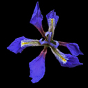 Iris cretensis