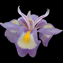 Iris cycloglossa