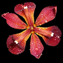 Iris fulva