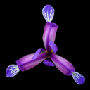 Iris graminea