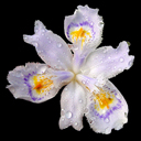 Iris japonicum