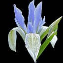 Iris lactea