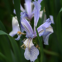 Iris longipetala 95-297