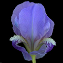 Iris lutescens campellii