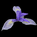 Iris missouriensis