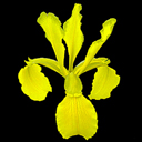 Iris monnieri