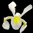 Iris orientalis