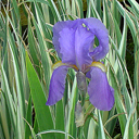 Iris pallida 'Albo Variegata'