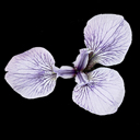 Iris prismatica alba