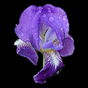 Iris pumila
