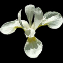 Iris sanguinea 'Snow Queen'
