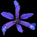Iris spuria maritima