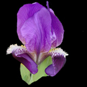 Iris subbiflora