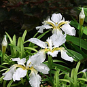 Iris tectorum album