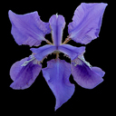 Iris tectorum Blue