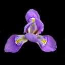 Iris unguicularis