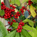 Ilex hybrid 'Sparkleberry'