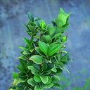 Ilex crenata 'Sky Pencil'