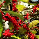 Ilex hybrid 'Harvest Red'