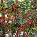 Ilex verticillata 'Winter Gold'