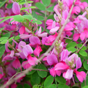 Indigofera heterantha