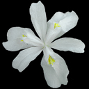 Iris cristata alba