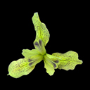 Iris forrestii