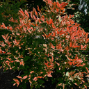 Itea virginica 'Sarah Eve'