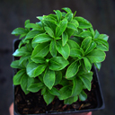 Itea virginica 'Shirley's Compacta'
