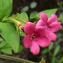 Jasminum beesianum