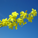 Jasminum nudiflorum 'Mystique' variegated