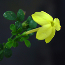Jasminum parkeri