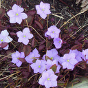 Jeffersonia dubia