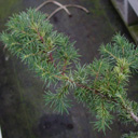 Juniperus conferta 'Akebana'
