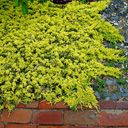 Juniperus horizontalis 'Kay's Yellow Vomit'