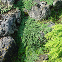 Juniperus horizontalis 'Pancake'