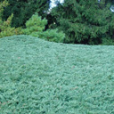 Juniperus horizontalis 'Blue Horizon'