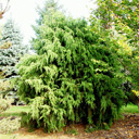 Juniperus pingii Hardy Form