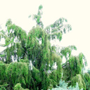 Juniperus rigida