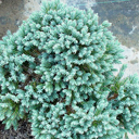 Juniperus squamata 'Blue Star'