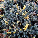 Juniperus squamata 'Star Dust'